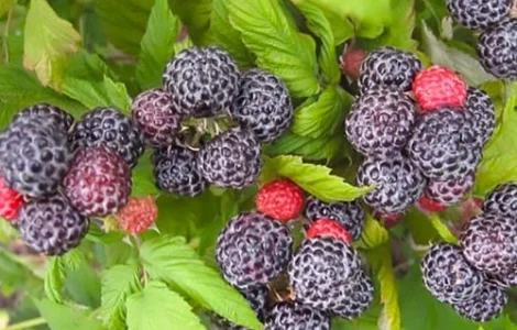 Саженцы малины Кумберленд