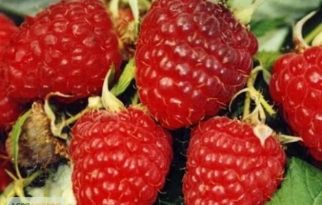Продаж чистосортних саджанців малини з розсадника