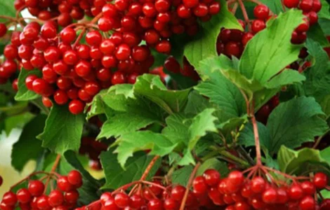 Саджанці калини Захід Сонця