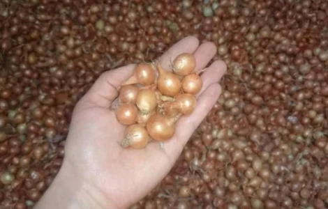 Продам СЕВОК арпаж