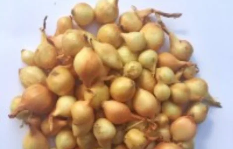 Продам лук сорт штутгарт семена