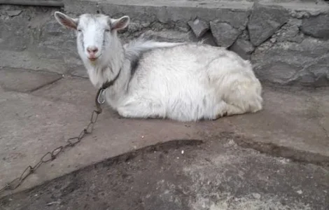 Продам котних коз, (35грн за кг живой вес)