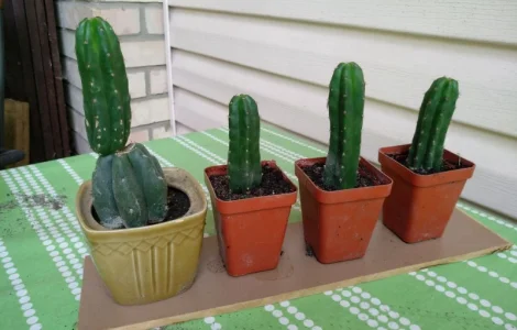 Продам Кактус Сан Педро ( San Pedro Trichocereus pachanoi Echinopsis pachanoi )