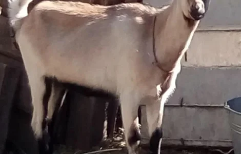 Продам кіз на молоко/м'ясо, жива вага