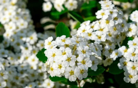 Саженцы спиреи Ниппонская