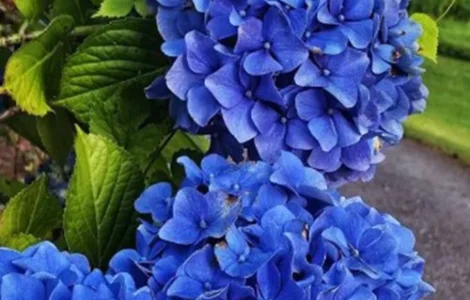 Саженцы гортензии Nikko Blue