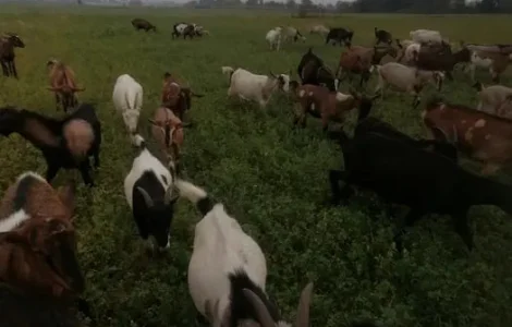 Продаж кіз,молодих цапикі, на мясо