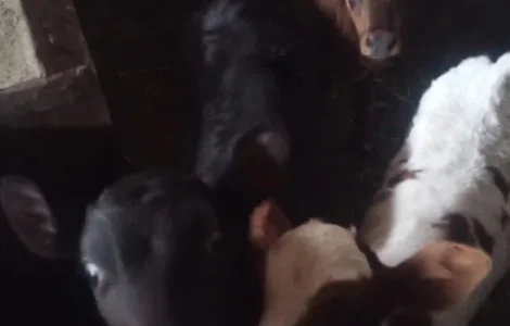 Телята на мясо и на племя бычки и телочки
