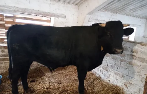 Продам быка живым весом