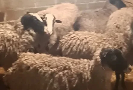 Продам баранину! Молодих ягнят!
