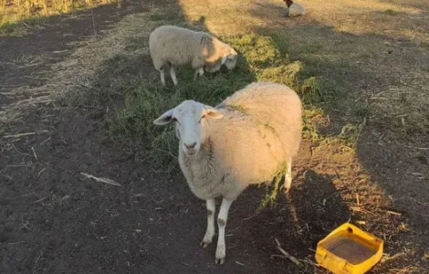 Продам баранину живий вес
