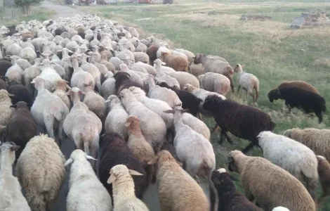 Продам баранину живим весом