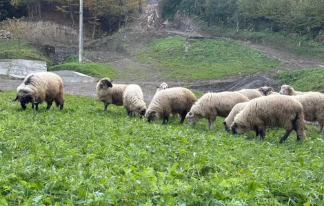 Продам Баранину живою вагою!