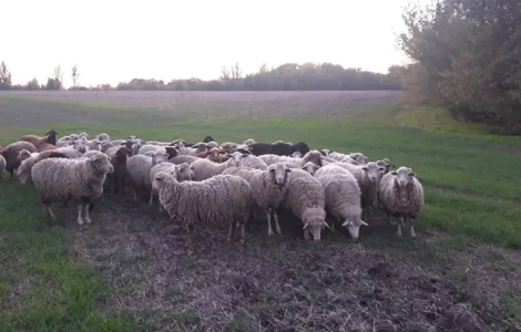 Барани живий вес