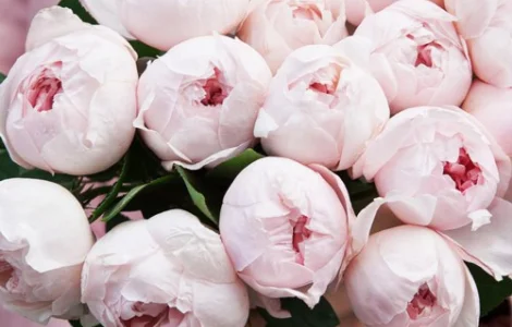 Саджанці англійських піоноподібних троянд Піоні Пінк