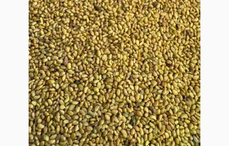 Продам насіння люцерни немагнічена та магнічена. Є об'єми