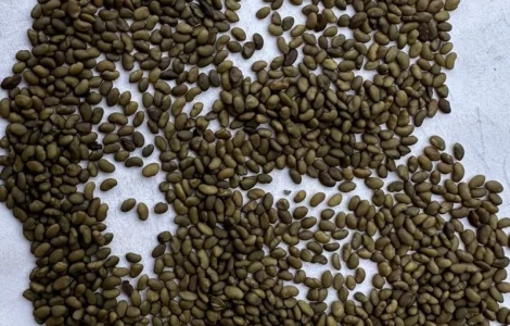 Продам оптом семена магниченной люцерны
