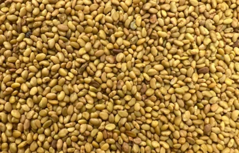 Продам оптом насіння люцерни