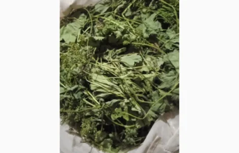 Куплю манжетку