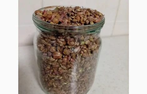 Продам почки смородины