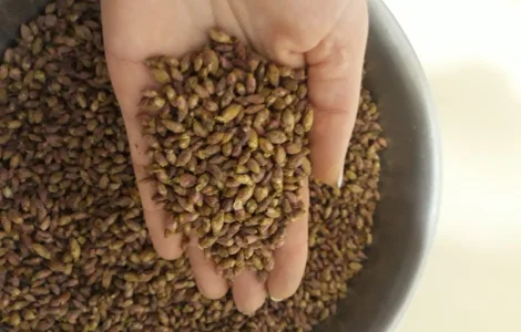 Продам почку чёрной смородины