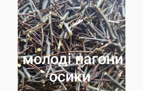Побеги молодой осины