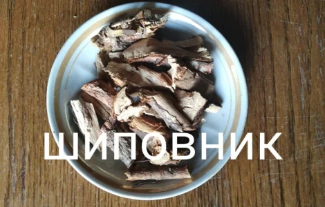 Шиповник корень