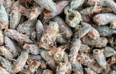 Куплю бруньку сосни