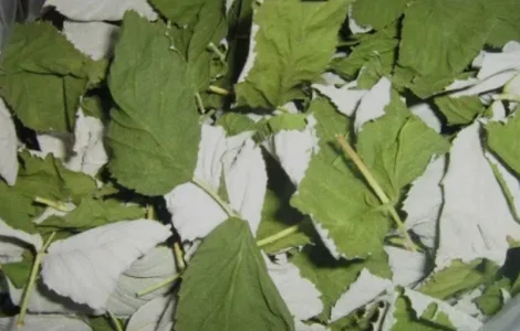Куплю лист малины лесной