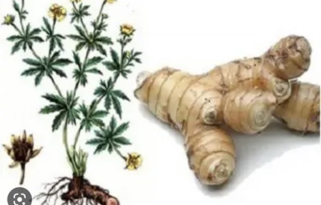 Куплю корень калгана(сырой)