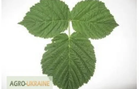 Куплю (сырой и сухой) лист малины