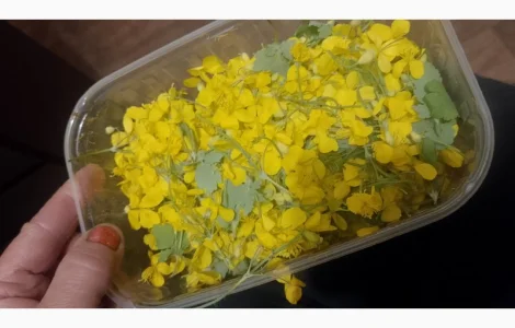 Продам лікарські трави у великих кількостях з екологічно чистих регіонів