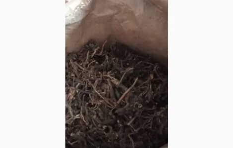 Продам сушений корінь ехінацеі