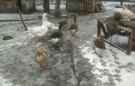 Продам гусей породи Велика сіра, живою вагою