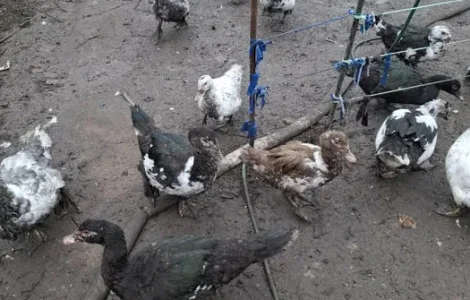 Продаж гусей і качок живою вагою або тушкою