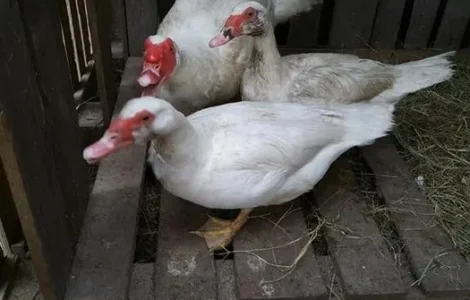 Продаж індоуток і гусей живою вагою