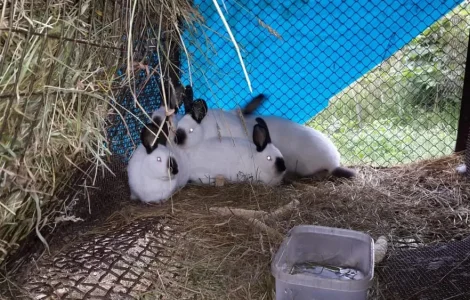 Продаж племінних кроликів на м'ясо