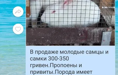Кролики привиты продажа живым весом и мясом