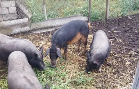 Продаж в'єтнамських свиней і леху мангалица