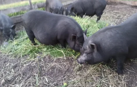 Продаж в'єтнамських свиней 7 місяців