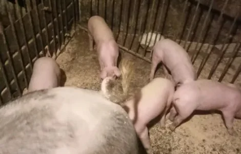 Продаж свиней Ландрас, П’єтрен і Дюрок, є м’ясо