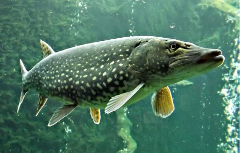 Зарыблення водойми личинкою хижих видів риб