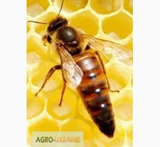 Продам бджоломатки==2025р