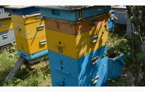 Продам пчёл семьями пчелосемьи