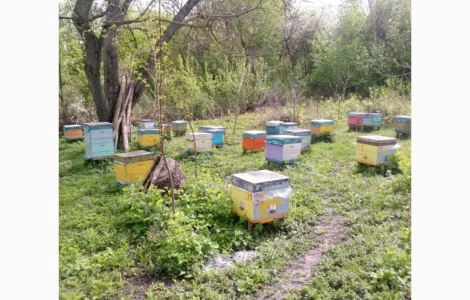 Продам бджолосімї