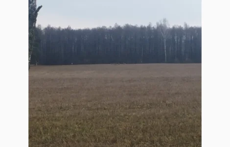 Розліснення полів