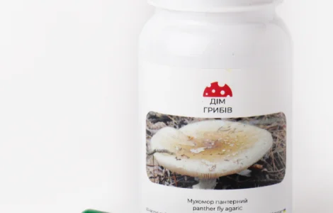 Микродозинг пантерный мухомор