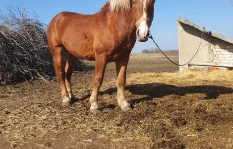 Продаж жеребця породи Радянський ваговоз 4 роки