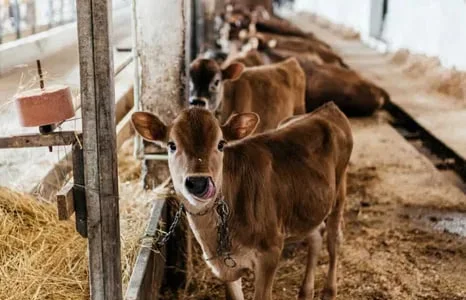 Продаж нетелів, телиць і телят