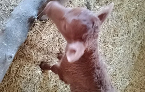 Теля з під молочної корови